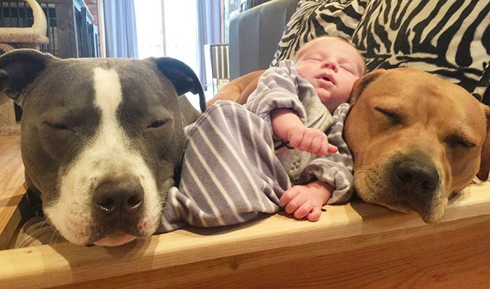 Family Of Pets Are Totally Obsessed With Their Baby Brother, And Watch Over Every Step He Takes Family Of Pets Are Totally Obsessed With Their Baby Brother, And Watch Over Every Step He Takes
