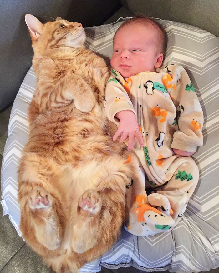 Family Of Pets Are Totally Obsessed With Their Baby Brother, And Watch Over Every Step He Takes Family Of Pets Are Totally Obsessed With Their Baby Brother, And Watch Over Every Step He Takes