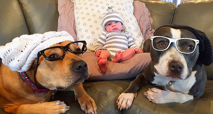 Family Of Pets Are Totally Obsessed With Their Baby Brother, And Watch Over Every Step He Takes Family Of Pets Are Totally Obsessed With Their Baby Brother, And Watch Over Every Step He Takes