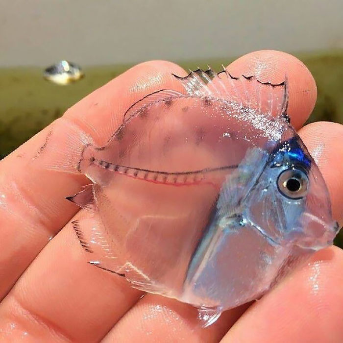 36 Transparent Animals That Are Hard To Believe Actually Exist