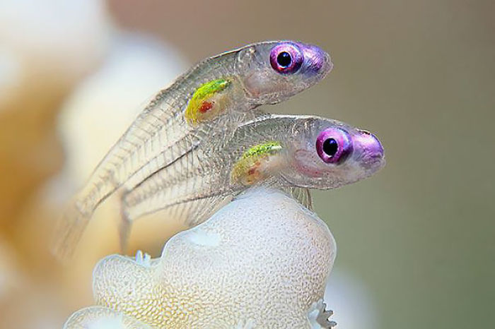 36 Transparent Animals That Are Hard To Believe Actually Exist