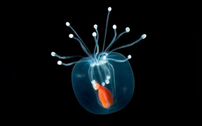 36 Transparent Animals That Are Hard To Believe Actually Exist