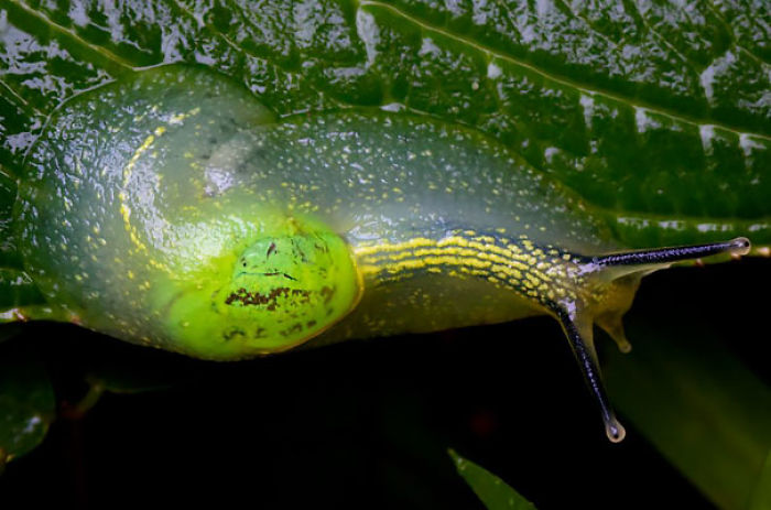 36 Transparent Animals That Are Hard To Believe Actually Exist