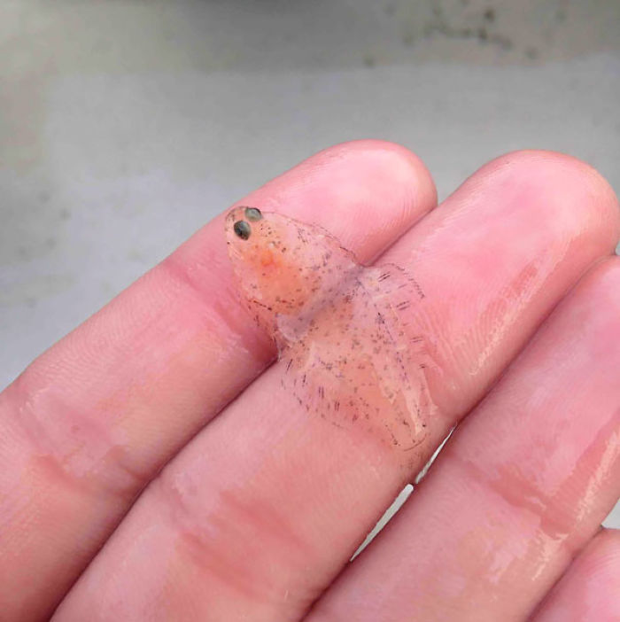36 Transparent Animals That Are Hard To Believe Actually Exist