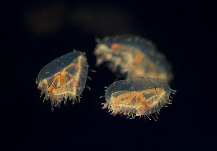 36 Transparent Animals That Are Hard To Believe Actually Exist