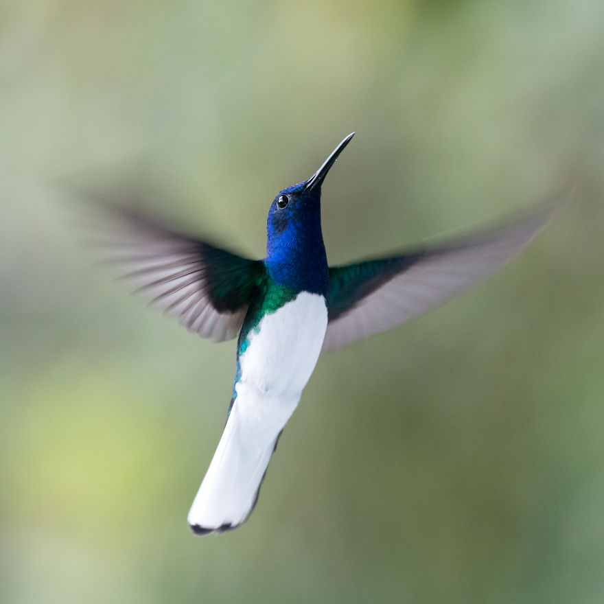 I Visited The Caribbean To Shoot Hummingbirds I Visited The Caribbean To Shoot Hummingbirds