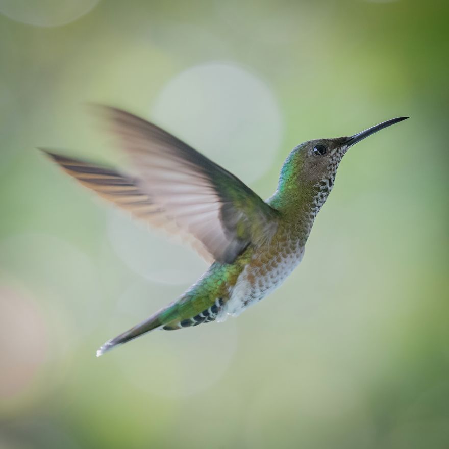 I Visited The Caribbean To Shoot Hummingbirds I Visited The Caribbean To Shoot Hummingbirds