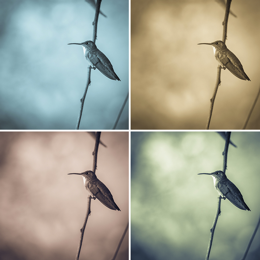 I Visited The Caribbean To Shoot Hummingbirds I Visited The Caribbean To Shoot Hummingbirds