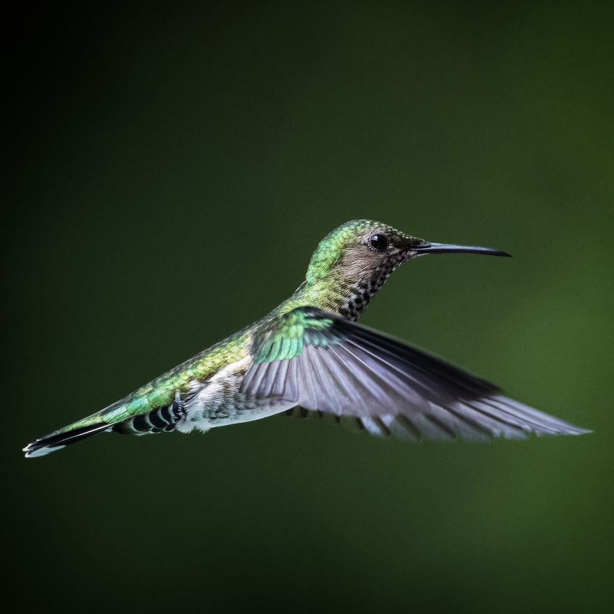 I Visited The Caribbean To Shoot Hummingbirds I Visited The Caribbean To Shoot Hummingbirds