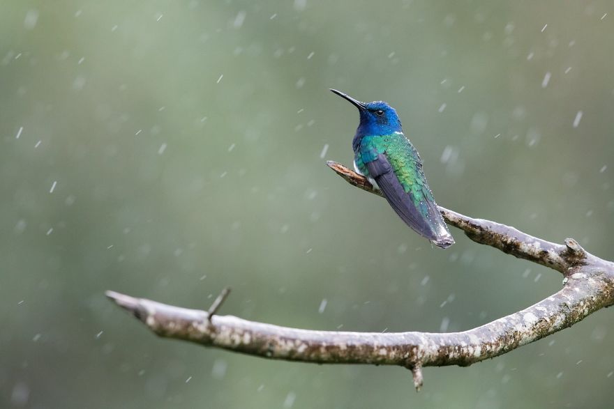I Visited The Caribbean To Shoot Hummingbirds I Visited The Caribbean To Shoot Hummingbirds