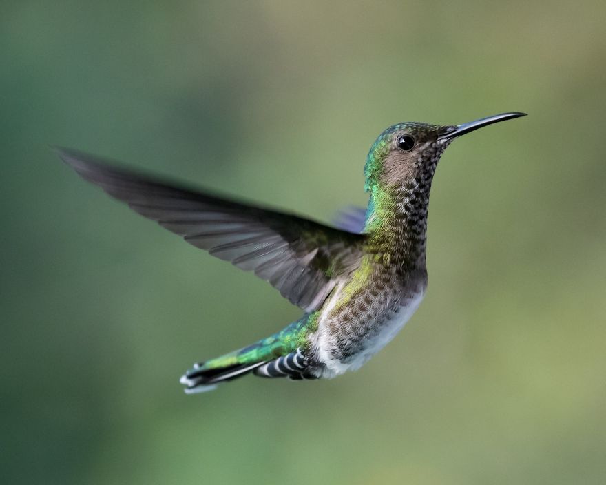 I Visited The Caribbean To Shoot Hummingbirds I Visited The Caribbean To Shoot Hummingbirds