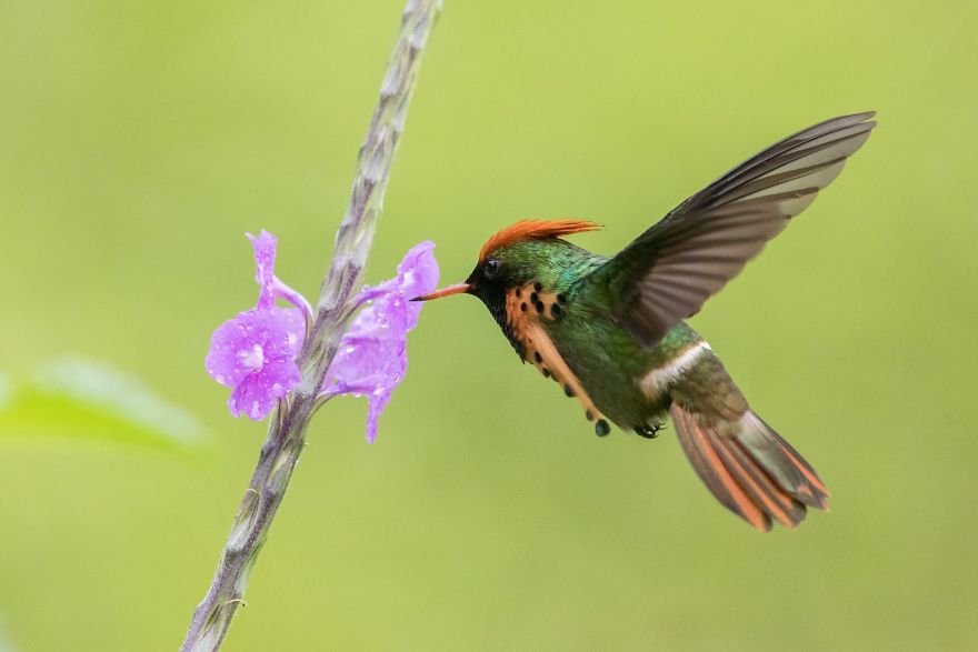 I Visited The Caribbean To Shoot Hummingbirds I Visited The Caribbean To Shoot Hummingbirds