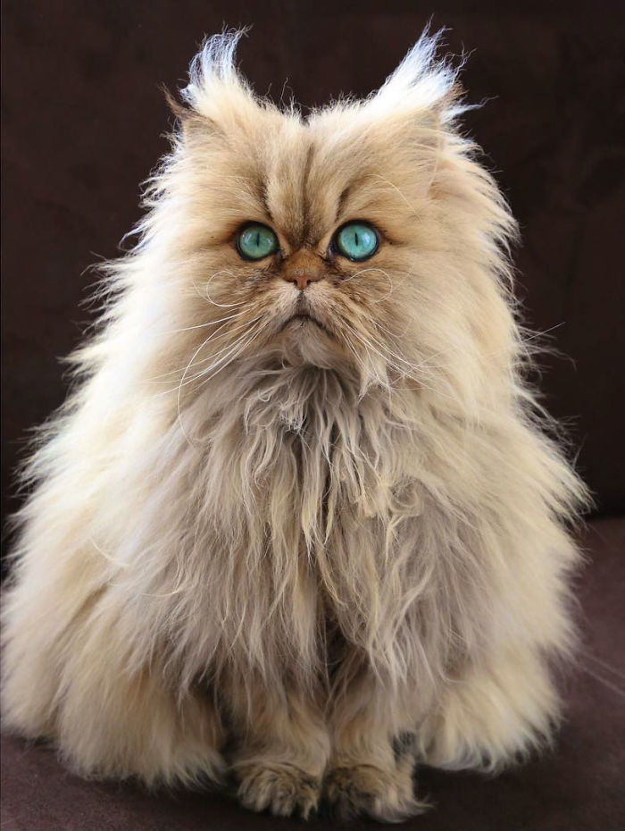 Two Dutch Ladies Who Can Look Right Into Your Soul! Two Dutch Ladies Who Can Look Right Into Your Soul!