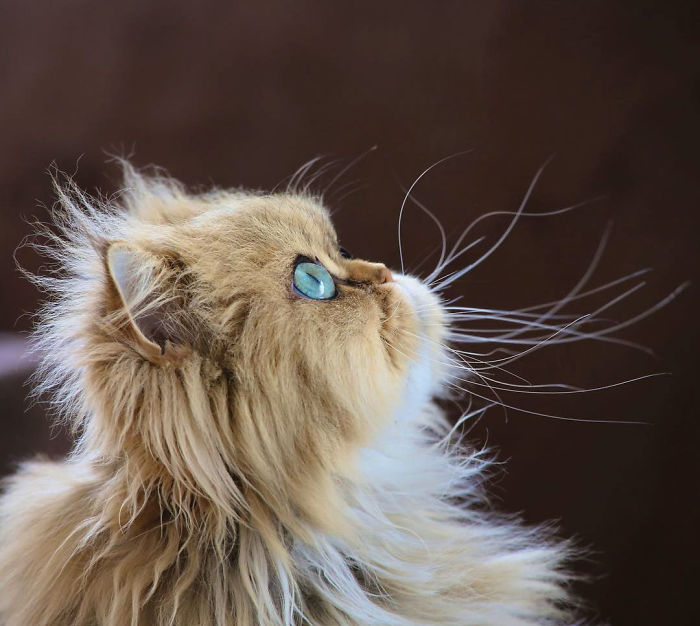 Two Dutch Ladies Who Can Look Right Into Your Soul! Two Dutch Ladies Who Can Look Right Into Your Soul!