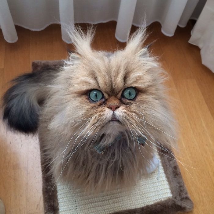 Two Dutch Ladies Who Can Look Right Into Your Soul! Two Dutch Ladies Who Can Look Right Into Your Soul!