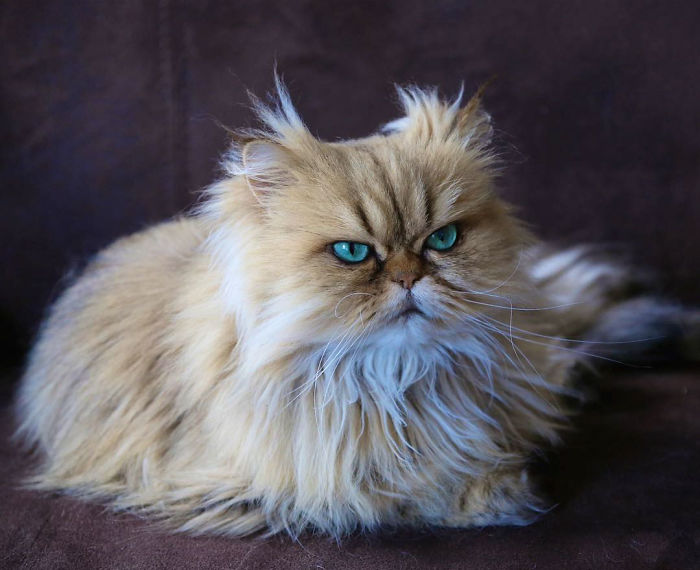 Two Dutch Ladies Who Can Look Right Into Your Soul! Two Dutch Ladies Who Can Look Right Into Your Soul!