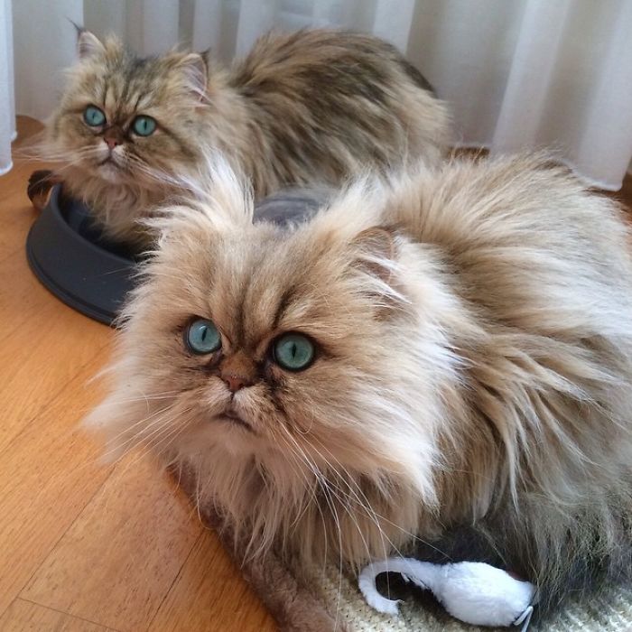 Two Dutch Ladies Who Can Look Right Into Your Soul! Two Dutch Ladies Who Can Look Right Into Your Soul!