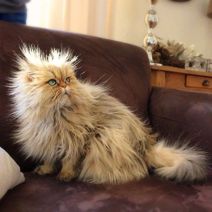 Two Dutch Ladies Who Can Look Right Into Your Soul! Two Dutch Ladies Who Can Look Right Into Your Soul!