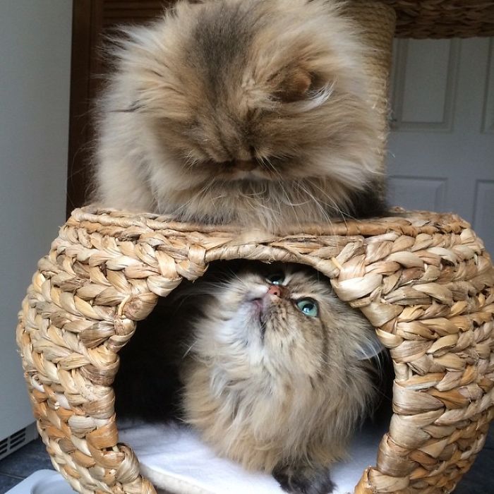 Two Dutch Ladies Who Can Look Right Into Your Soul! Two Dutch Ladies Who Can Look Right Into Your Soul!