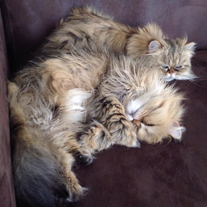 Two Dutch Ladies Who Can Look Right Into Your Soul! Two Dutch Ladies Who Can Look Right Into Your Soul!