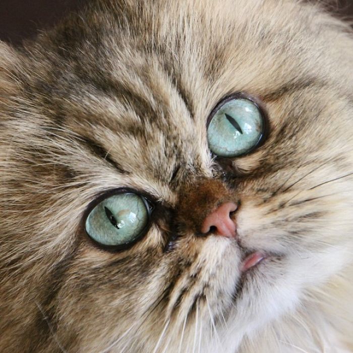 Two Dutch Ladies Who Can Look Right Into Your Soul! Two Dutch Ladies Who Can Look Right Into Your Soul!