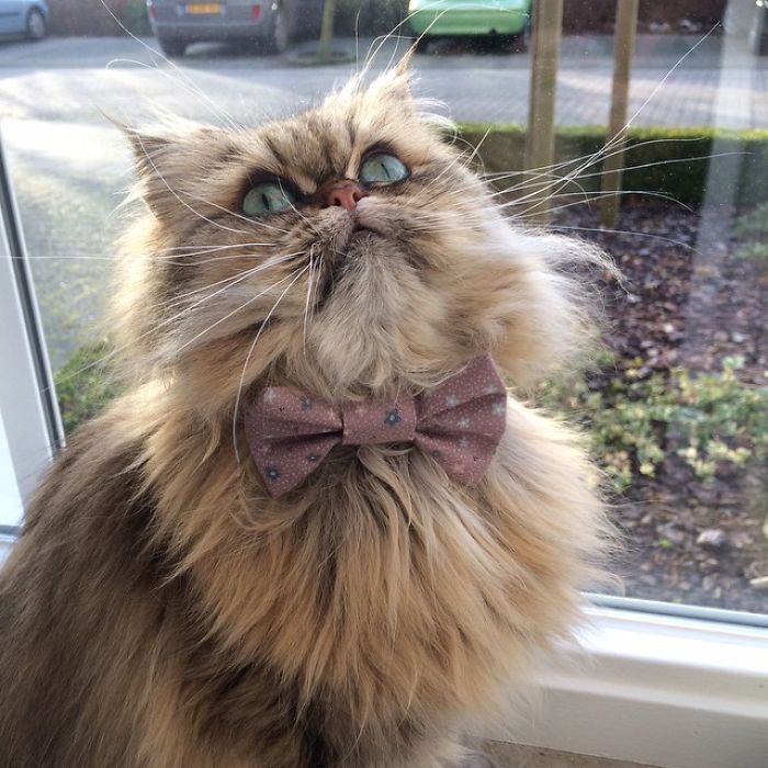 Two Dutch Ladies Who Can Look Right Into Your Soul! Two Dutch Ladies Who Can Look Right Into Your Soul!