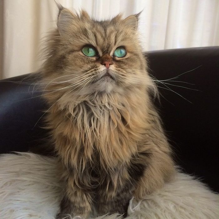 Two Dutch Ladies Who Can Look Right Into Your Soul! Two Dutch Ladies Who Can Look Right Into Your Soul!