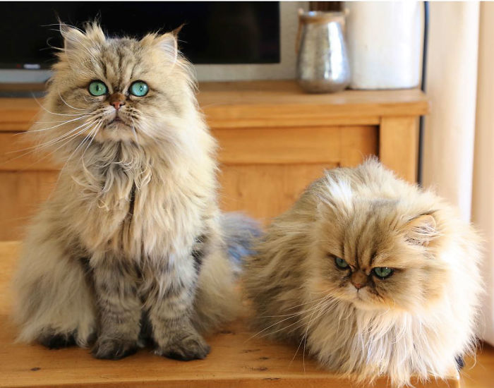 Two Dutch Ladies Who Can Look Right Into Your Soul! Two Dutch Ladies Who Can Look Right Into Your Soul!