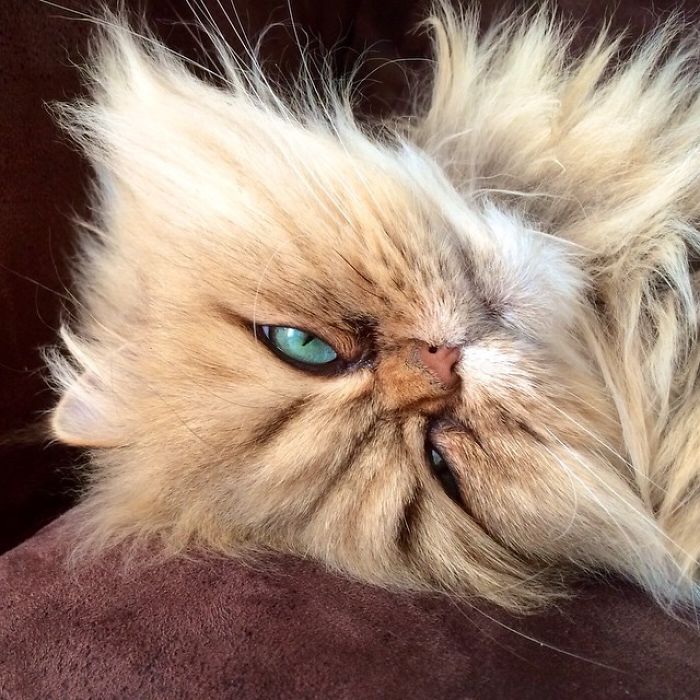 Two Dutch Ladies Who Can Look Right Into Your Soul! Two Dutch Ladies Who Can Look Right Into Your Soul!