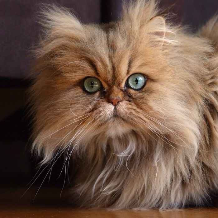 Two Dutch Ladies Who Can Look Right Into Your Soul! Two Dutch Ladies Who Can Look Right Into Your Soul!