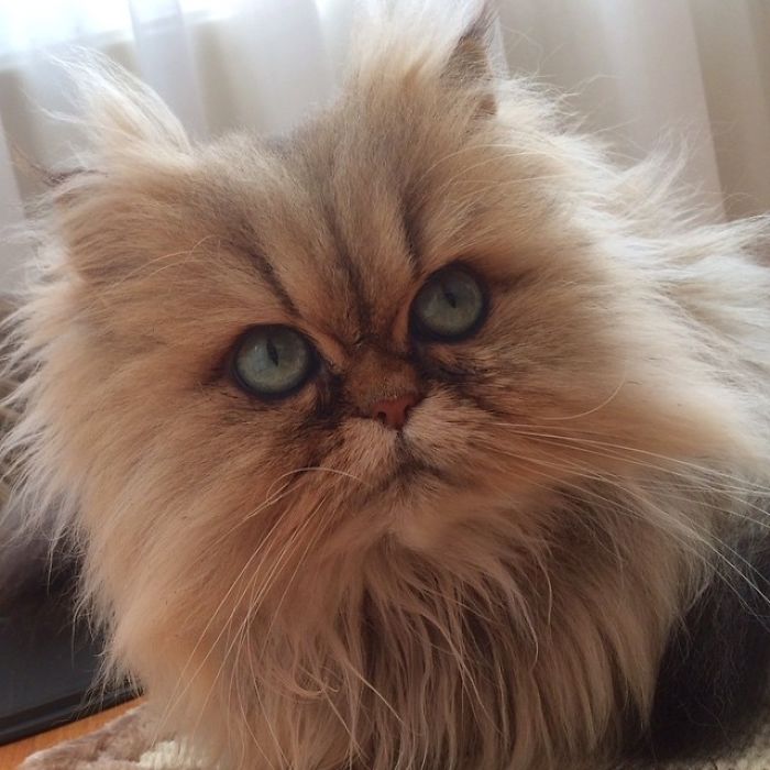 Two Dutch Ladies Who Can Look Right Into Your Soul! Two Dutch Ladies Who Can Look Right Into Your Soul!