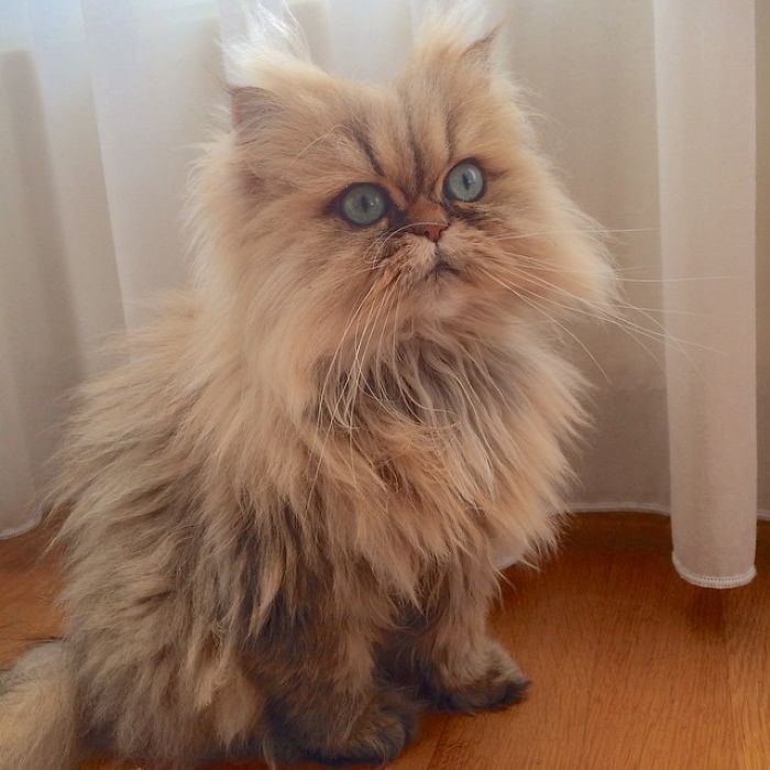 Two Dutch Ladies Who Can Look Right Into Your Soul! Two Dutch Ladies Who Can Look Right Into Your Soul!