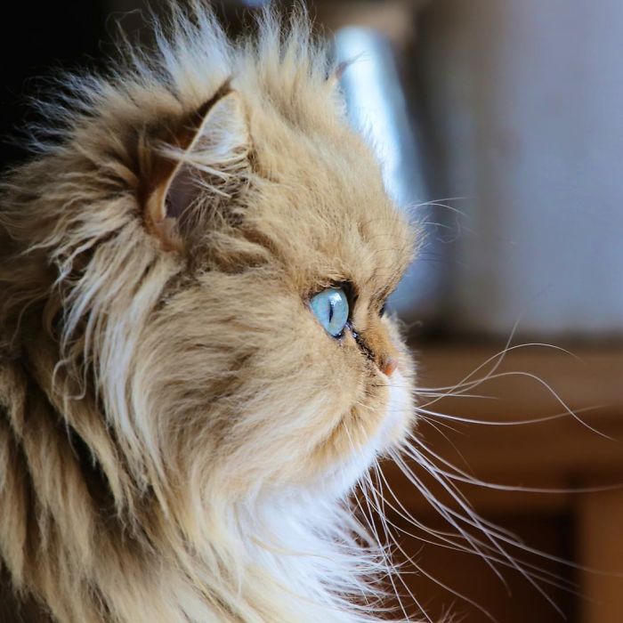 Two Dutch Ladies Who Can Look Right Into Your Soul! Two Dutch Ladies Who Can Look Right Into Your Soul!