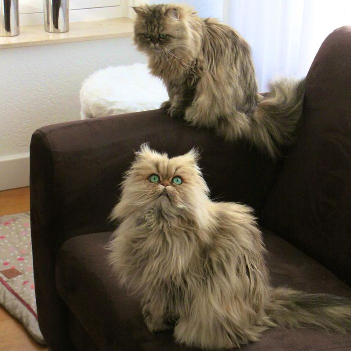 Two Dutch Ladies Who Can Look Right Into Your Soul! Two Dutch Ladies Who Can Look Right Into Your Soul!