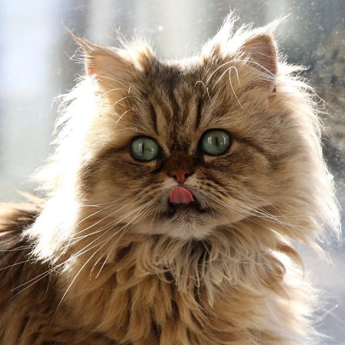 Two Dutch Ladies Who Can Look Right Into Your Soul! Two Dutch Ladies Who Can Look Right Into Your Soul!