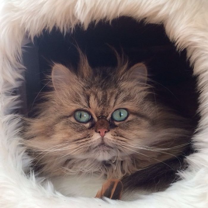 Two Dutch Ladies Who Can Look Right Into Your Soul! Two Dutch Ladies Who Can Look Right Into Your Soul!