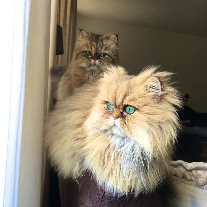 Two Dutch Ladies Who Can Look Right Into Your Soul! Two Dutch Ladies Who Can Look Right Into Your Soul!