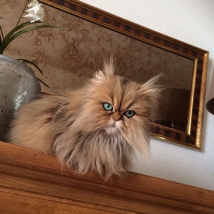 Two Dutch Ladies Who Can Look Right Into Your Soul! Two Dutch Ladies Who Can Look Right Into Your Soul!