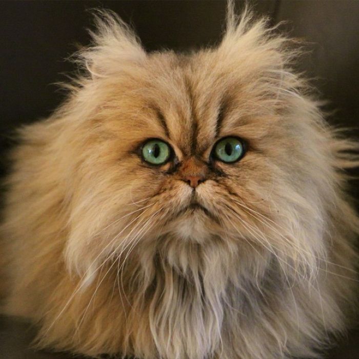 Two Dutch Ladies Who Can Look Right Into Your Soul! Two Dutch Ladies Who Can Look Right Into Your Soul!