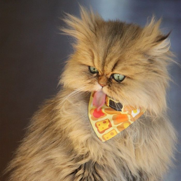 Two Dutch Ladies Who Can Look Right Into Your Soul! Two Dutch Ladies Who Can Look Right Into Your Soul!