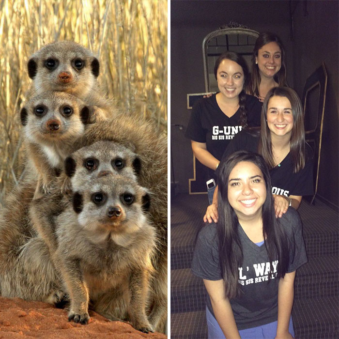 Have You Ever Noticed How Sorority Girls Always Pose Like Meerkats? (27 Pics) Have You Ever Noticed How Sorority Girls Always Pose Like Meerkats? (27 Pics)