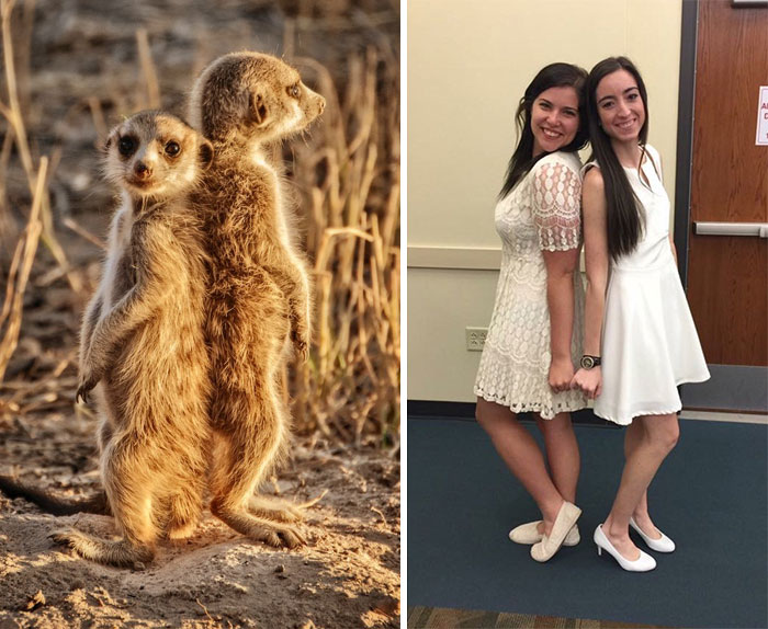 Have You Ever Noticed How Sorority Girls Always Pose Like Meerkats? (27 Pics) Have You Ever Noticed How Sorority Girls Always Pose Like Meerkats? (27 Pics)
