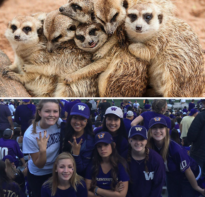Have You Ever Noticed How Sorority Girls Always Pose Like Meerkats? (27 Pics) Have You Ever Noticed How Sorority Girls Always Pose Like Meerkats? (27 Pics)
