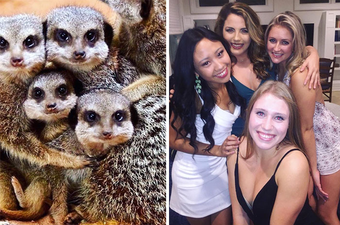 Have You Ever Noticed How Sorority Girls Always Pose Like Meerkats? (27 Pics) Have You Ever Noticed How Sorority Girls Always Pose Like Meerkats? (27 Pics)