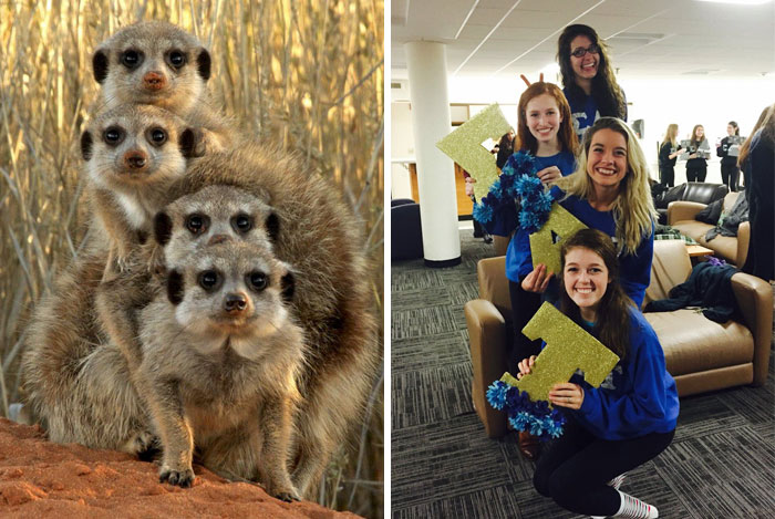 Have You Ever Noticed How Sorority Girls Always Pose Like Meerkats? (27 Pics) Have You Ever Noticed How Sorority Girls Always Pose Like Meerkats? (27 Pics)