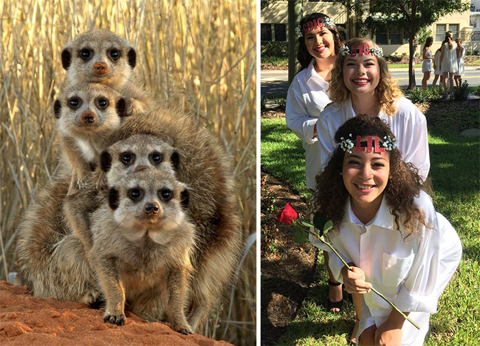 Have You Ever Noticed How Sorority Girls Always Pose Like Meerkats? (27 Pics) Have You Ever Noticed How Sorority Girls Always Pose Like Meerkats? (27 Pics)