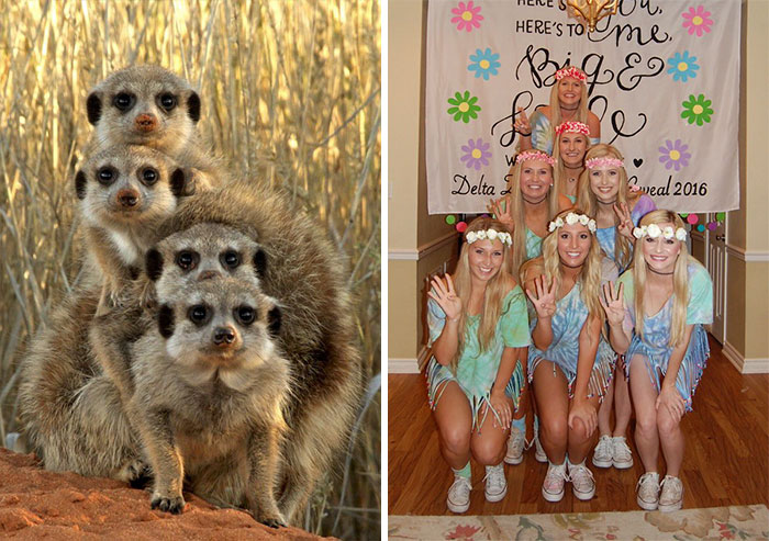 Have You Ever Noticed How Sorority Girls Always Pose Like Meerkats? (27 Pics) Have You Ever Noticed How Sorority Girls Always Pose Like Meerkats? (27 Pics)