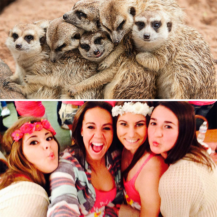 Have You Ever Noticed How Sorority Girls Always Pose Like Meerkats? (27 Pics) Have You Ever Noticed How Sorority Girls Always Pose Like Meerkats? (27 Pics)