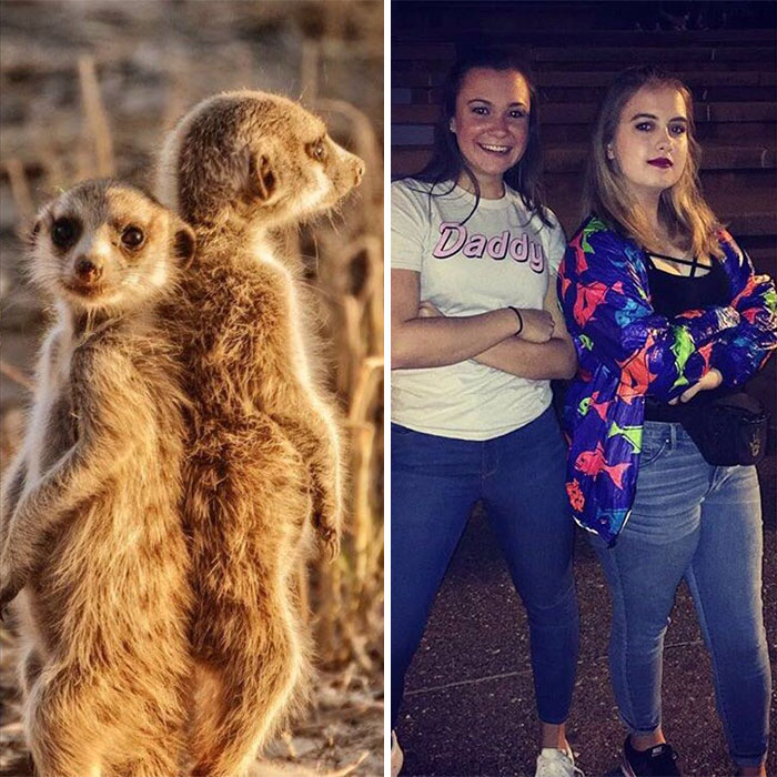 Have You Ever Noticed How Sorority Girls Always Pose Like Meerkats? (27 Pics) Have You Ever Noticed How Sorority Girls Always Pose Like Meerkats? (27 Pics)