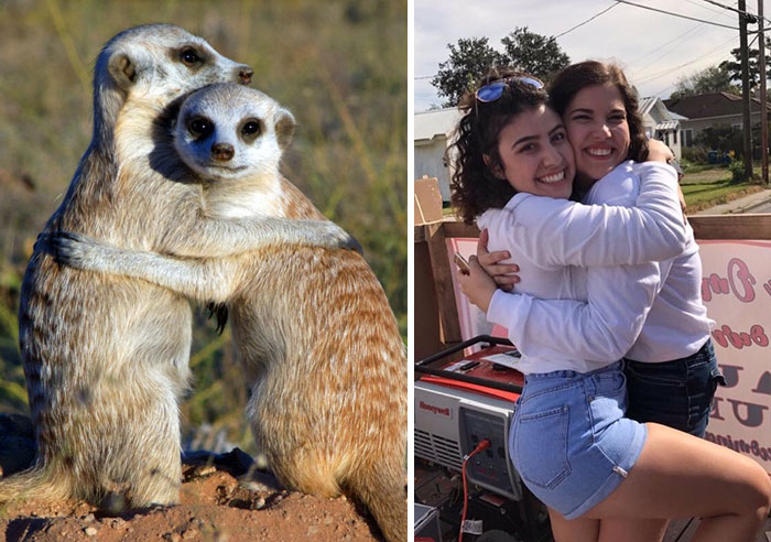 Have You Ever Noticed How Sorority Girls Always Pose Like Meerkats? (27 Pics) Have You Ever Noticed How Sorority Girls Always Pose Like Meerkats? (27 Pics)